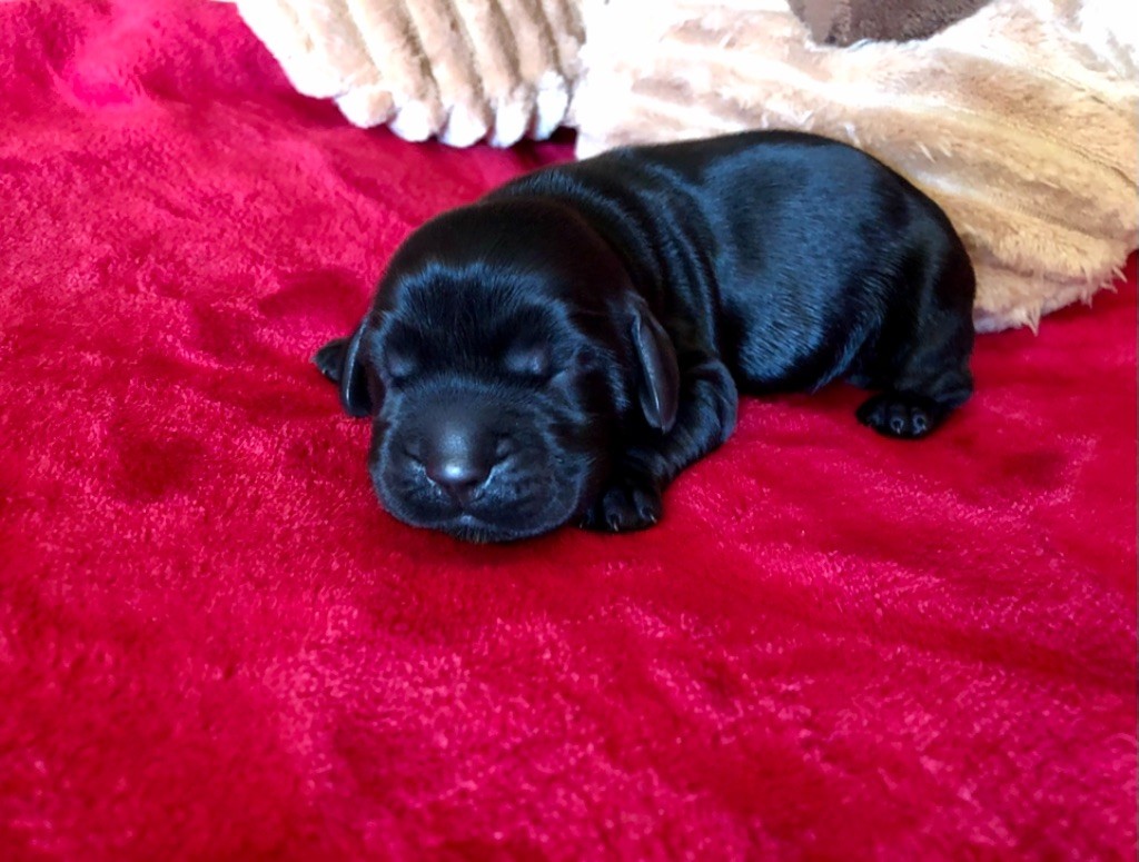 des Hauts de Clemalive - Chiots disponibles - Cocker Spaniel Anglais