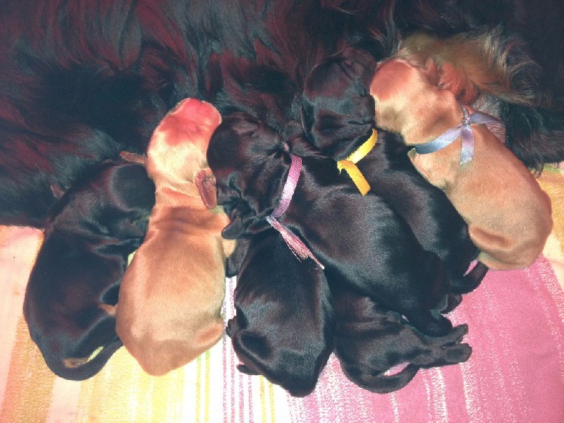 Chiot Cocker Spaniel Anglais des Hauts de Clemalive