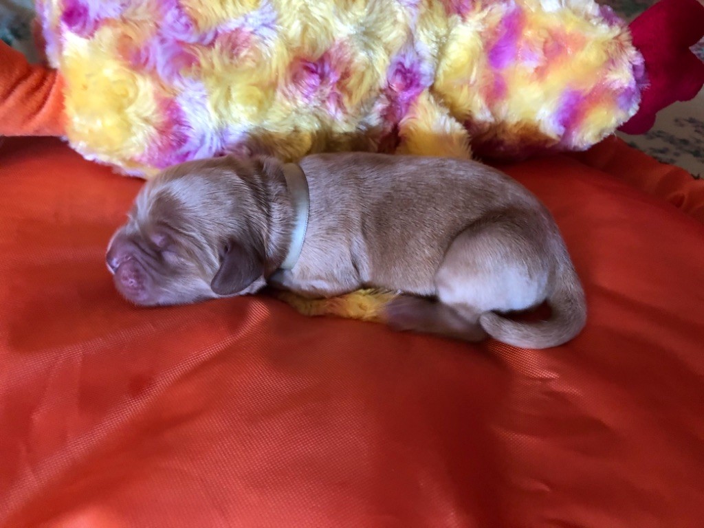 des Hauts de Clemalive - Chiots disponibles - Cocker Spaniel Anglais