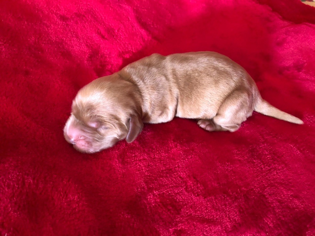 des Hauts de Clemalive - Chiots disponibles - Cocker Spaniel Anglais